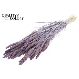 QC Gedroogde Gebleekte Gierst | Kleur: Frosted Milkapaars | Pennisetum Droogbloemen | Lengte ± 70 centimeter | Gewicht 200 gram | Per bos