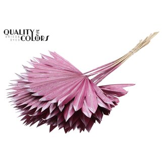 QC Getrocknete Palm Sun Spear | Farbe: Metallic Rosa | Palmblätter in Fächerform | Länge ± 50 Zentimeter | 10 Stiele pro Bund | Pro Bund