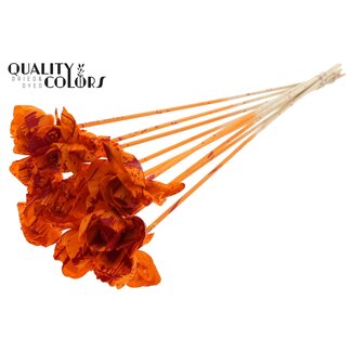 QC Shola Roos op stok | Kleur: Meerkleurig Gespetterd Oranje Rood | Shola Dear Holly | Diameter 6 centimeter | Lengte  ± 50 centimeter | 10 bijstekers per bos | Per bos