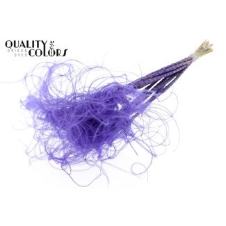 QC Dried Stipa Feather Grass | Colour: Purple | Stypha Penata Dried Flowers | Length ± 60 centimetres | 10 plumes per bunch | Per bunch