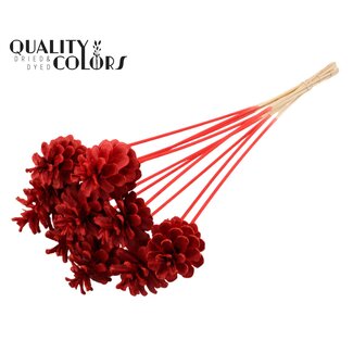 QC Pomme de pin blanchie sur tige | Couleur : Rouge | Diamètre 5 - 7 centimètres | Longueur ± 50 centimètres | 10 piques par bouquet