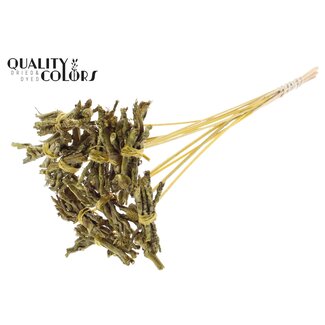QC Decorative Coco Rose Posy on Stick | Colour: Metallic Yellow | Coco Rose Posy Stick | Stick Length ± 50 centimetres | 10 sticks per bunch