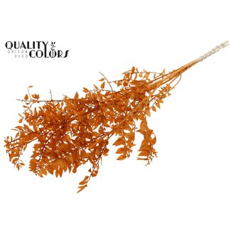 QC Ruscus séché | Couleur : Terracotta | Fleurs séchées Ruscus | Longueur ± 50 centimètres | 10 tiges par bouquet | Par bouquet