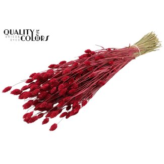 QC Getrocknete Phalaris | Farbe: Kirschrot | Kanariengras Trockenblumen | Länge ± 60 Zentimeter | Gewicht 220 Gramm | Pro Bund