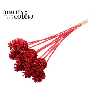 QC Dennenappel op stok | Kleur: Rood | Diameter 5 - 7 centimeter | Lengte ± 50 centimeter | 10 bijstekers per bos