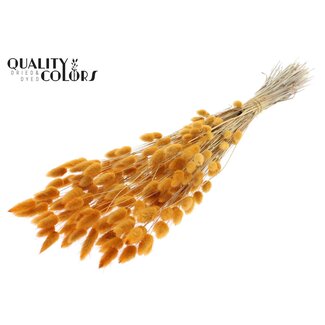 QC Gedroogde Hazenstaartjes Premium | Kleur: Abrikooskleurig | Lagurus Ovatus droogbloemen | Lengte ± 70 centimeter | Gewicht 100 gram | Per bos
