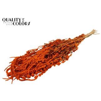 QC Gedroogde Hang Amaranthus | Kleur: Oranje | Kattenstaart Droogbloemen | Lengte ± 70 centimeter | Per bos