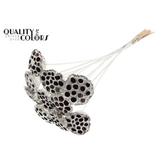 QC Dried Lotus Pods on stick | Colour: Platinum-coloured | Lotus Diameter 5 - 7 centimetres | Stick length ± 50 centimetres | 10 sticks per bunch