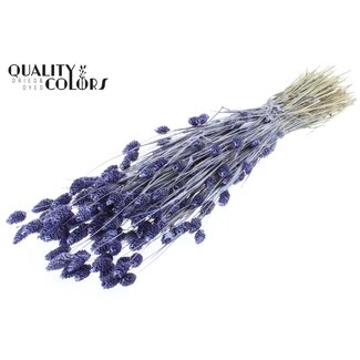 QC Gedroogde Phalaris | Kleur: Pearl Milkapaars | Kanariegras Droogbloemen | Lengte ± 60 centimeter | Gewicht 220 gram | Per bos