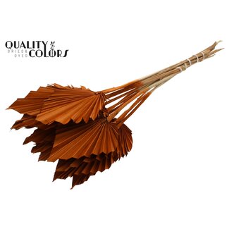 QC Dried Palm Spear | Colour: Terracotta | Spear-shaped Palm Leaves | Length ± 50 centimetres | 10 stems per bunch | Per bunch
