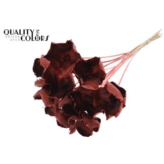 QC Dried Palm Cup on stem | Colour: Coral | Length ± 50 centimetres | 10 stems per bunch