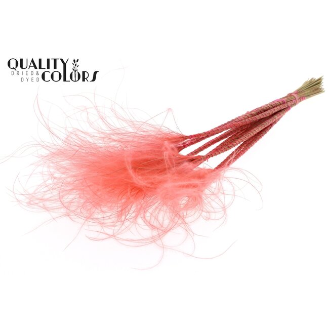 Dried Stipa Feather Grass | Colour: Coral | Stypha Penata Dried Flowers | Length ± 60 centimetres | 10 plumes per bunch | Per bunch