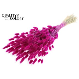 QC Getrocknete Hasenschwänzchen Premium | Farbe: Fliederfarben | Lagurus Ovatus Trockenblumen | Länge ± 60 Zentimeter | Gewicht 60 Gramm | Pro Bund