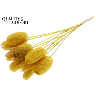 QC Mini Loofah Sponge on stick | Colour: Yellow | Loofah Plant Stake | Length ± 50 centimetres | 10 stakes per bunch