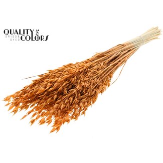QC Gedroogde Haver Premium | Kleur: Terracotta | Avena Premium Droogbloemen | Lengte ± 70 centimeter | Gewicht 200 gram | Per bos