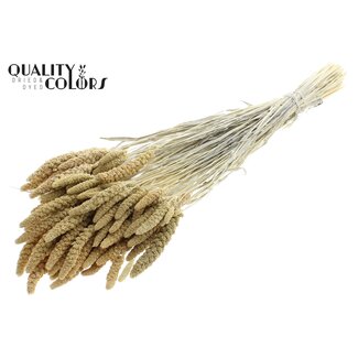 QC Gedroogde Gebleekte Gierst | Kleur: Naturelle | Pennisetum Droogbloemen | Lengte ± 70 centimeter | Gewicht 200 gram | Per bos