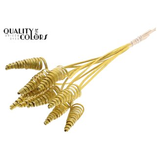 QC Palm Spiraal op steel | Kleur: Metallic Geel | Cane Cone Bijsteker | Lengte bijsteker ± 50 centimeter | Per 10 bijstekers