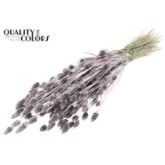 QC Gedroogde Phalaris | Kleur: Champagnekleurig met Glitter | Kanariegras Droogbloemen | Lengte ± 60 centimeter | Gewicht 220 gram | Per bos