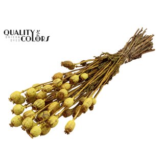 QC Gedroogde Slaapbol | Kleur: Geel | Papaver Somniferum Droogbloemen | Lengte ± 60 centimeter | Gewicht 200 gram | Per bos