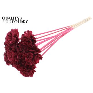 QC Shola Houten Karnish Flower on stick | Colour: Bordeaux red | Shola Karnish Flower Stick | Flower diameter 6 centimetres | Stick length ± 50 centimetres | 10 sticks per bunch