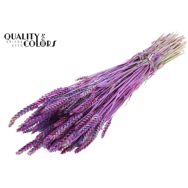 Blé Séché “Multicolore” | Couleur : Lait Violet | Triticum Fleurs Séchées | Longueur ± 60 centimètres | Poids 220 grammes | Par bouquet
