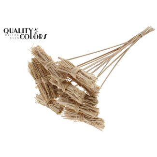 QC White Lady Posy on Stick | Colour: Natural Light Brown | White Lady Posy Stick | Length ± 50 centimetres | 10 sticks per bunch