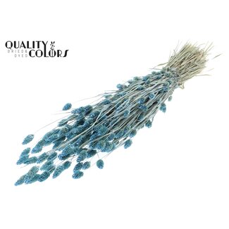QC Getrocknete Phalaris | Farbe: Pearl Hellblau | Kanariengras Trockenblumen | Länge ± 60 Zentimeter | Gewicht 220 Gramm | Pro Bund
