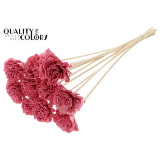 QC Shola Karnish Flower with wax on stem | Colour: Light pink | Diameter 6 centimeter | Length ± 50 centimeter | 10 picks per bunch | Per bunch