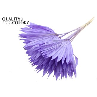 QC Dried Bleached Palm Sun | Colour: Milka Purple | Fan-shaped Palm Leaves | Length ± 50 centimetres | 10 stems per bunch | Per bunch