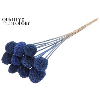 QC Fruit Atta blanchi sur tige | Couleur : Bleu | Pique à pomme-cannelle | Longueur ± 50 centimètres | 10 piques par bouquet