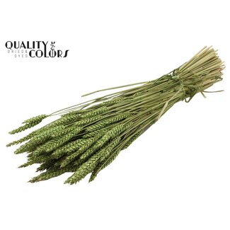 QC Getrockneter Weizen | Farbe: Hellgrün | Triticum Trockenblumen | Länge ± 60 Zentimeter | Gewicht 220 Gramm | Pro Bund