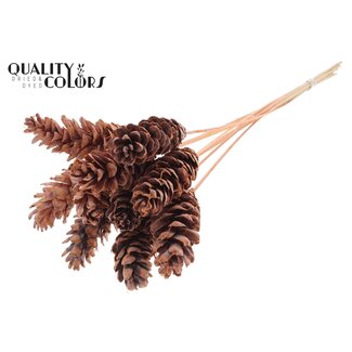 QC Strobus Pine Cone on Stick | Colour: Frosted Salmon | Pine Cone Pick | Length ± 50 centimetres | 10 picks per bunch