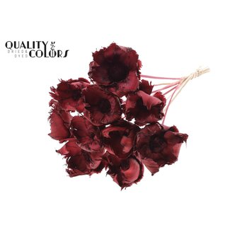 QC Dried Bleached Palm Cup on Stem | Colour: Bordeaux Red | Length ± 50 centimetres | 10 stems per bunch