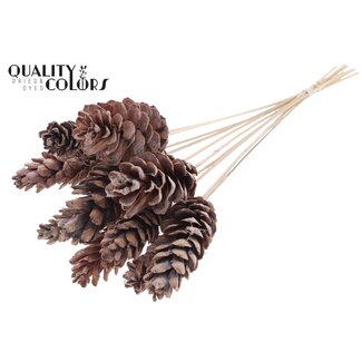 QC Pomme de pin Strobus sur tige | Couleur : Blanc givré | Pique à pomme de pin | Longueur ± 50 centimètres | 10 piques par bouquet