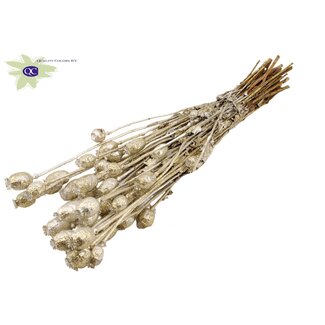 QC Gedroogde Slaapbol | Kleur: Platinakleurig met Glitter | Papaver Somniferum Droogbloemen | Lengte ± 60 centimeter | Gewicht 200 gram | Per bos