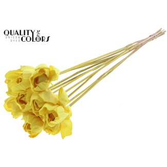 QC Shola Rose on stem | Colour: Yellow | Shola Dear Holly | Diameter 6 centimeter | Length  ± 50 centimeter | 10 picks per bunch | Per bunch