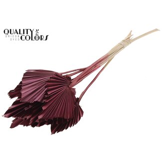 QC Dried Palm Spear | Colour: Bordeaux Red | Spear-Shaped Palm Leaves | Length ± 50 centimetres | 10 stems per bunch | Per bunch
