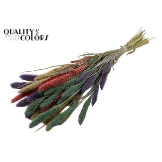QC Dried Setaria "Colourful 1" | Colour: Mixed Colours | Setaria Dried Flowers | Length ± 70 centimetres | Weight 210 grams | Per bunch