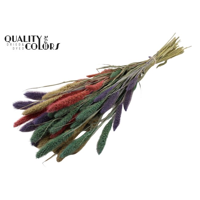 Setaria séchée “Coloré 1” | Couleur : Couleurs Mélangées | Fleurs séchées Setaria | Longueur ± 70 centimètres | Poids 210 grammes | Par bouquet