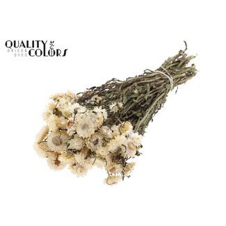 QC Gedroogde Strobloem | Kleur: Naturelle Wit | Helichrysum Droogbloemen | Lengte ± 45 centimeter | Gewicht ± 75 gram | Per bos