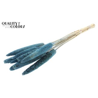 QC Babala von Perlhirse | Farbe: Blau | Länge ± 65 Zentimeter | 10 Stiele pro Bund | Pro Bund