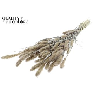QC Gedroogde Setaria | Kleur: Pearl Wit | Setarea Droogbloemen | Lengte ± 70 centimeter | Gewicht 210 gram | Per bos