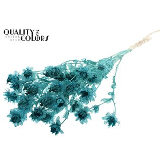 QC Gedroogde Gebleekte Carthamus | Kleur: Turquoise | Saffloer of Bidens Droogbloemen | Lengte ± 70 centimeter | Per bos