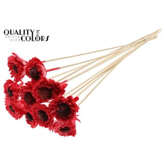QC Shola Houten met was Madelief Zonnebloem op stok | Kleur: Rood | Shola Daisy Sunflower Bijsteker | Diameter bloem 6 centimeter | Lengte bijsteker ± 50 centimeter | 10 bijstekers per bos