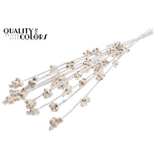 QC Shola Bessentak bijsteker | Kleur: Natuurlijk Wit | Shola Berries | Lengte ± 75 centimeter | 10 bijstekers per bos | Per bos
