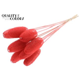 QC Mini Loofah Sponge on stick | Colour: Coral | Loofah Plant Stake | Length ± 50 centimetres | 10 stakes per bunch