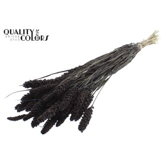 QC Getrocknete Hirse | Farbe: Schwarz | Pennisetum Trockenblumen | Länge ± 70 Zentimeter | Gewicht 250 Gramm | Pro Bund