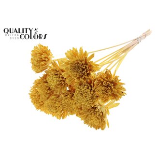 QC Shola Houten Zinnia op stok | Kleur: Geel | Shola Zinia Bijsteker | Diameter bloem 8 centimeter | Lengte bijsteker ± 50 centimeter | 10 bijstekers per bos
