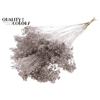 QC Dried Broom Bloom | Colour: Champagne | Broom Dried Flowers | Length ± 50 centimetres | Weight 100 grams | Per bunch