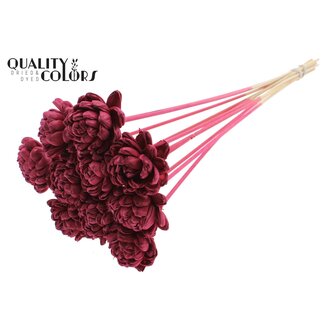 QC Shola Roos op stok | Kleur: Bordeauxrood | Shola New Beauty Rose | Diameter 6 centimeter | Lengte ± 50 centimeter | 10 bijstekers per bos | Per bos